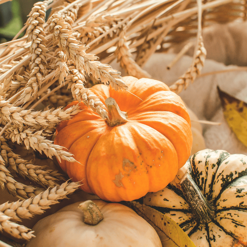 Mount Vernon Fall Festival 2026