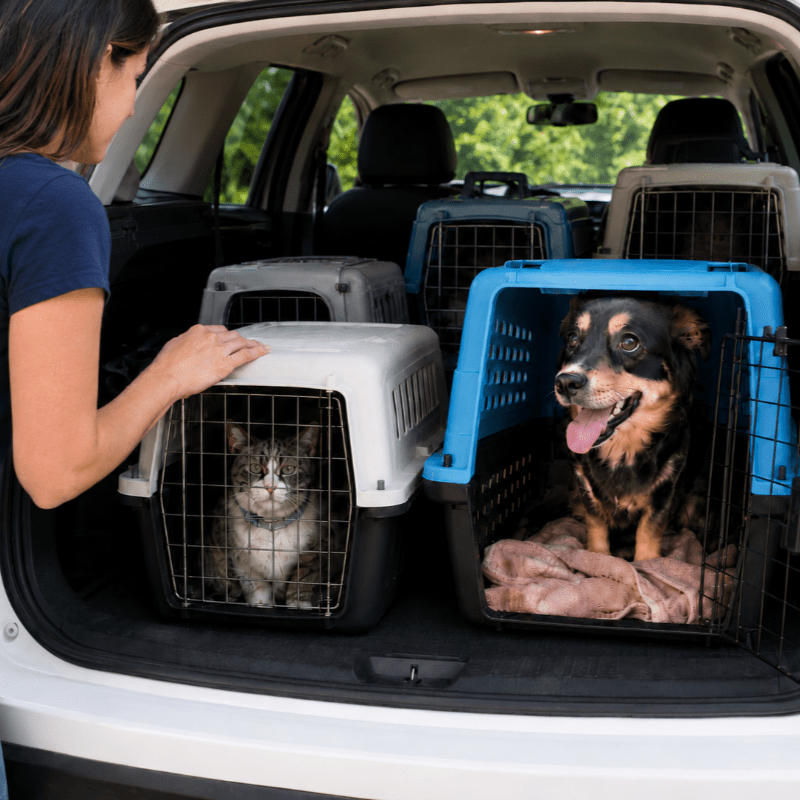 Animal Rescue & Adoption 2026
