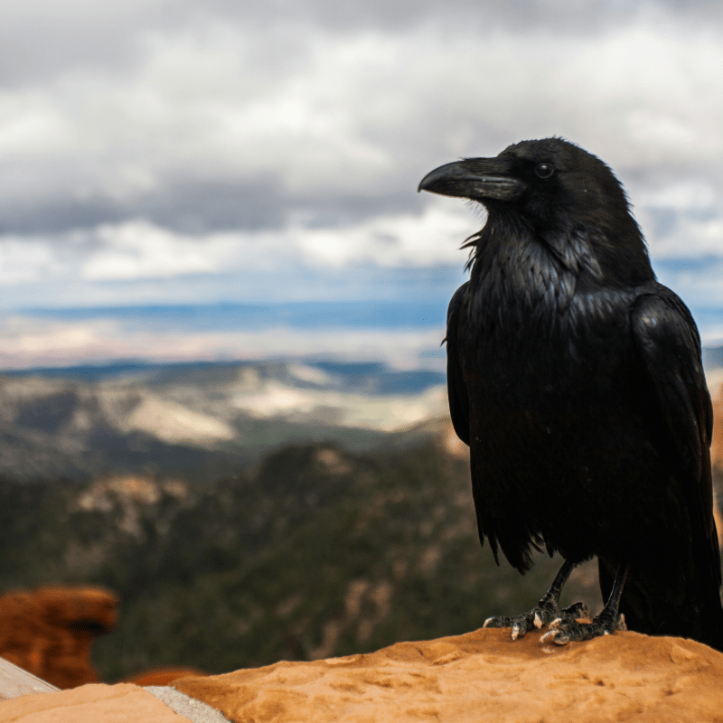 Crow Swap