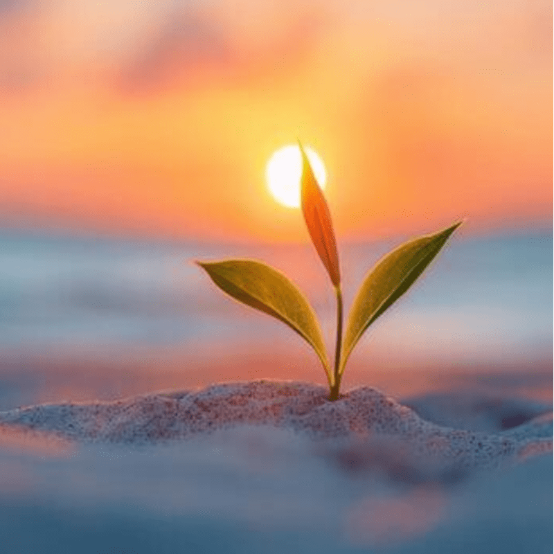 Oasis: A Night of Relaxation