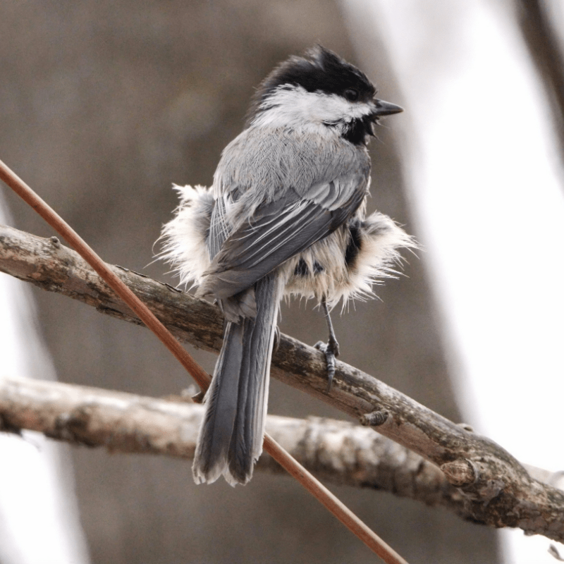 2026/10/24 Ornithologie et parcours migratoires au Festival des oiseaux de Burbank