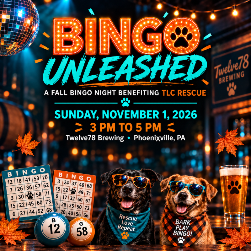 Bingo Unleashed - November 2026