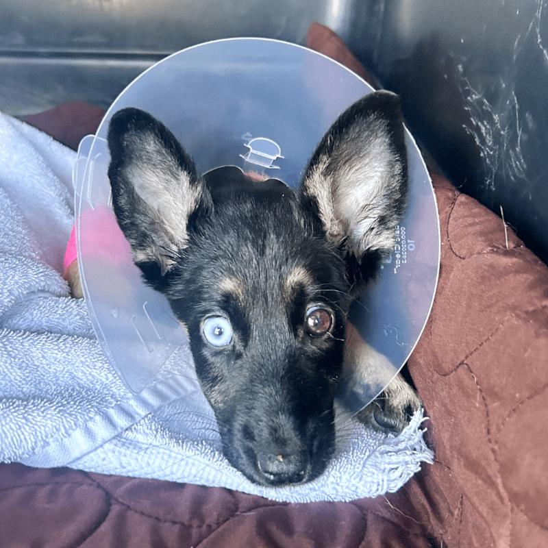 Help us Save Rosemary the Blind Puppy