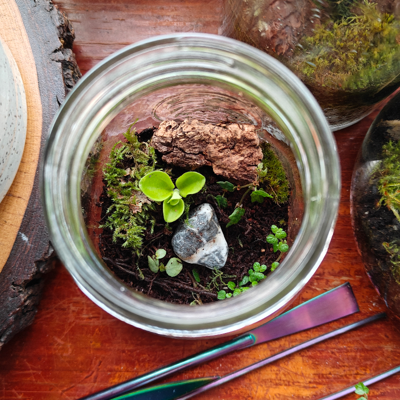 Jar Terrarium: Make-and-Take Workshop