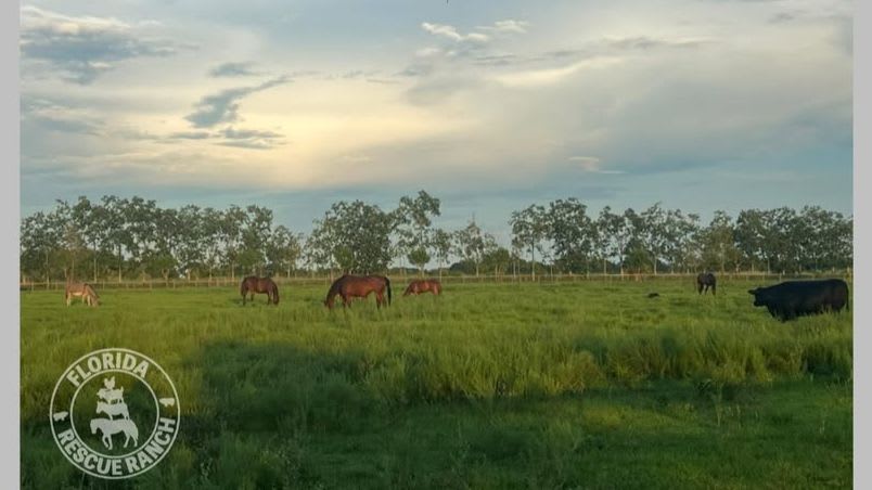 Visit the Rescue Ranch in October!