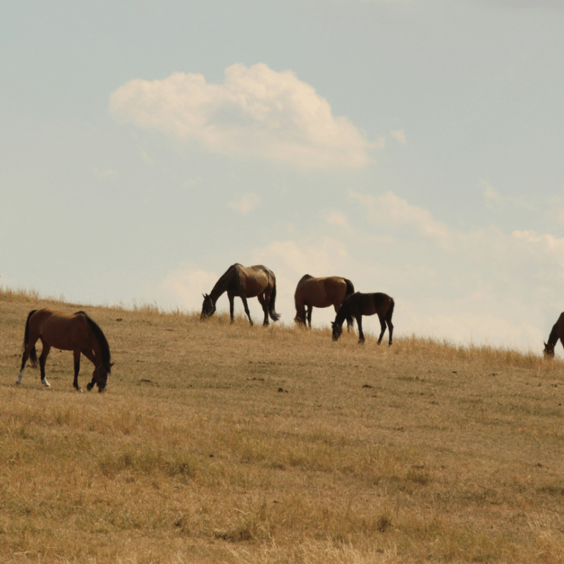 EquiAttune - Introduction to the Neuroexperiential Model within Equine Assisted Services