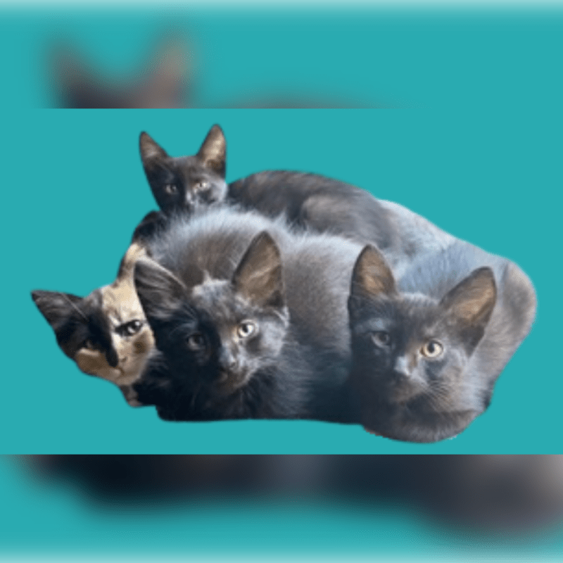 Cat Adoption