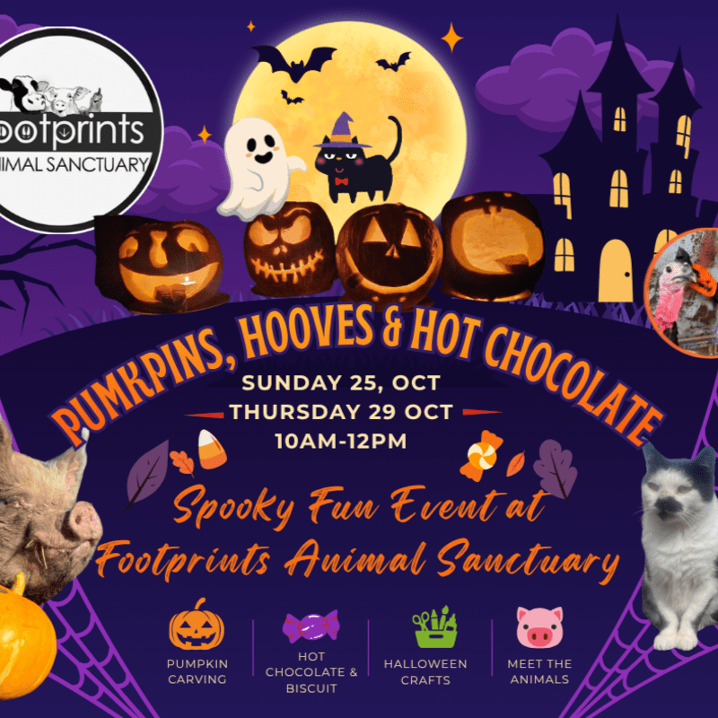 Pumpkins, Hooves & Hot Chocolate - Halloween at the Sanctuary