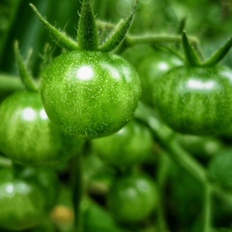 Green Tomato Cooking Class