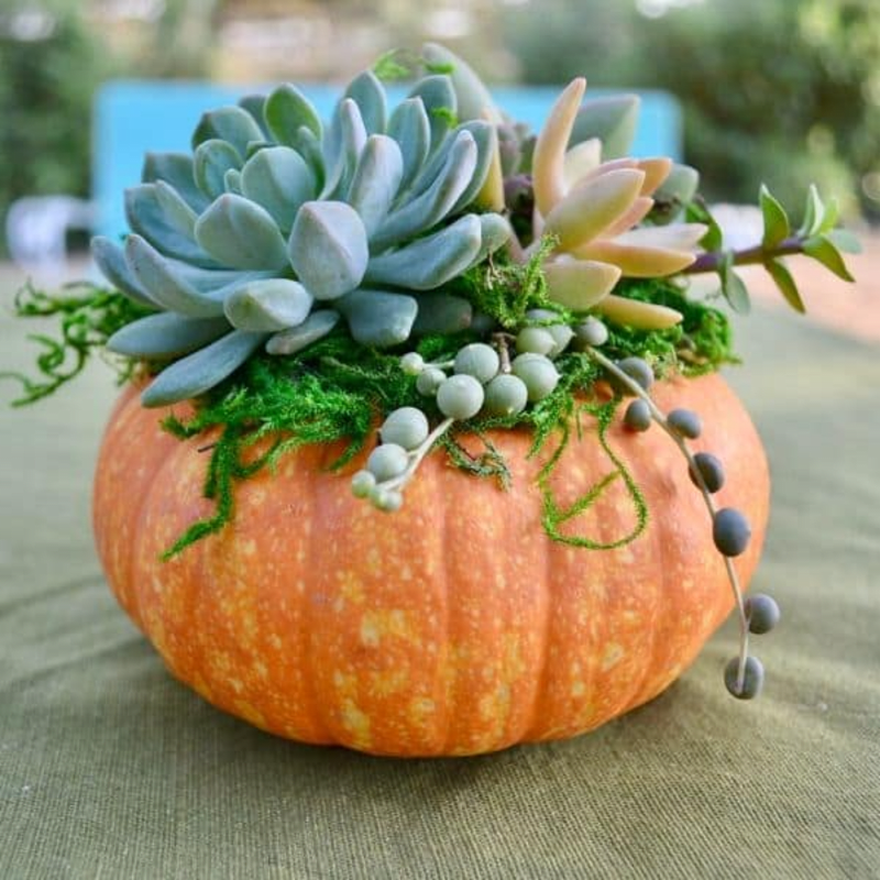 DREAM Animal Rescue Pumpkin Succulent Fundraiser