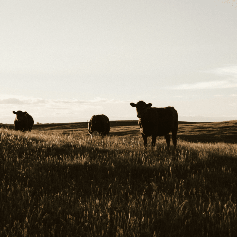 Cattle practice - October 28th