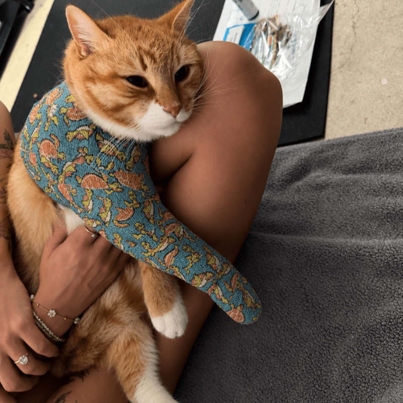 Help Us Cover Emergency Care for Cat Hit By Car