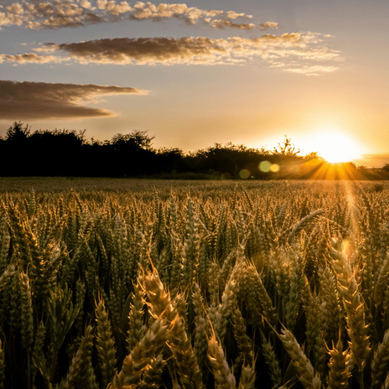 Harvest Praise