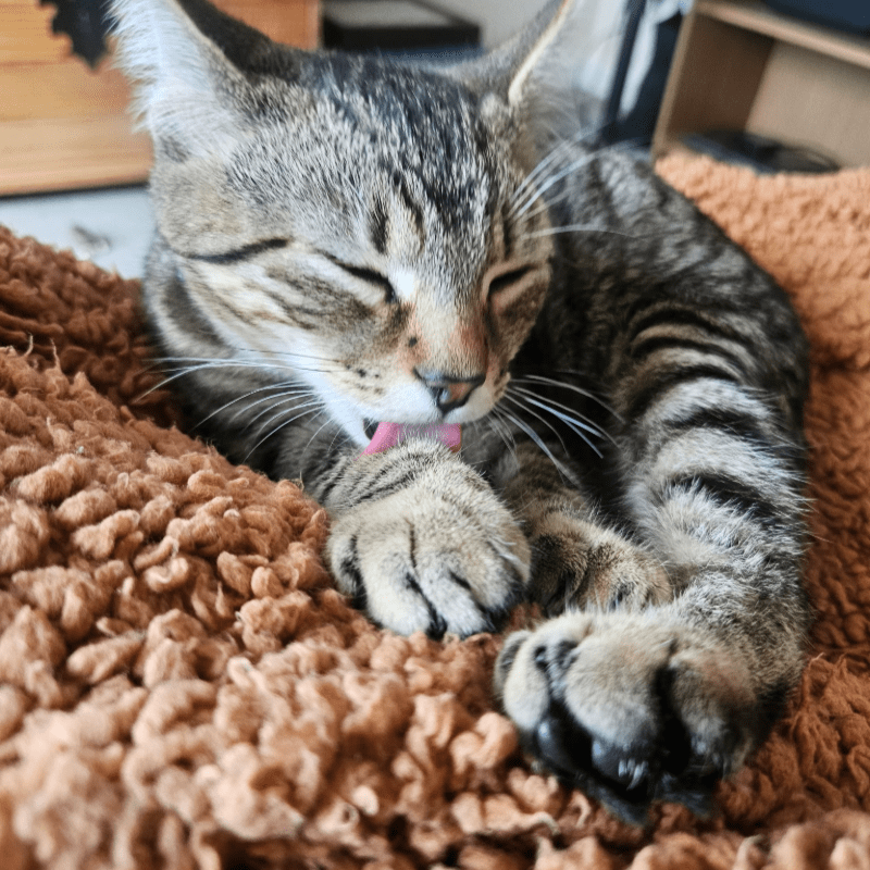 Sponsor a Pet