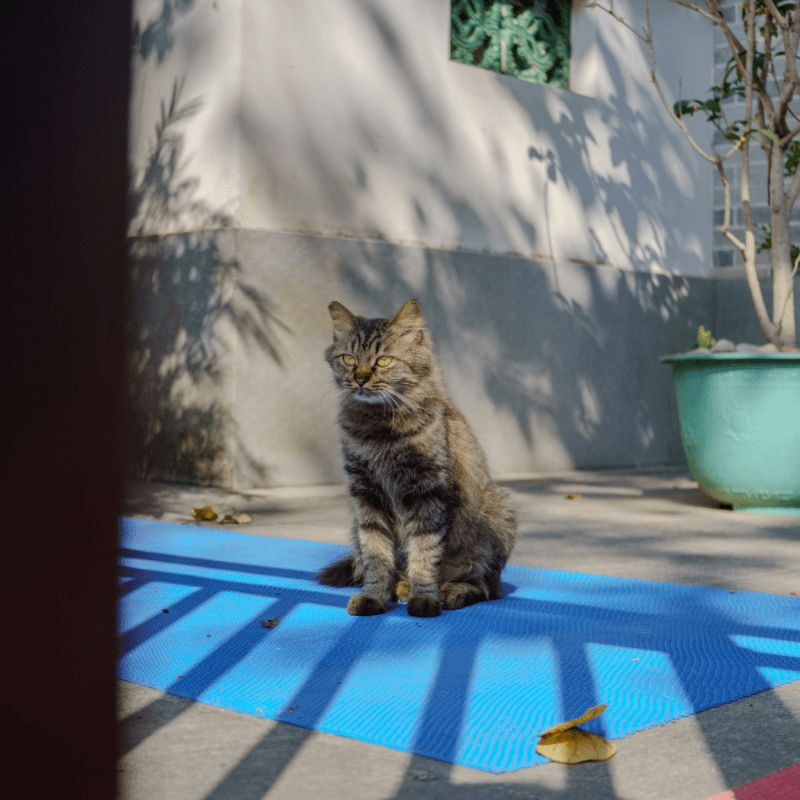 Kitten Yoga with Instructor Cassie!