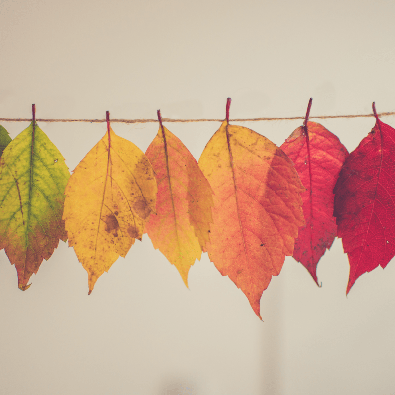 November 2026 General Meeting and Luncheon