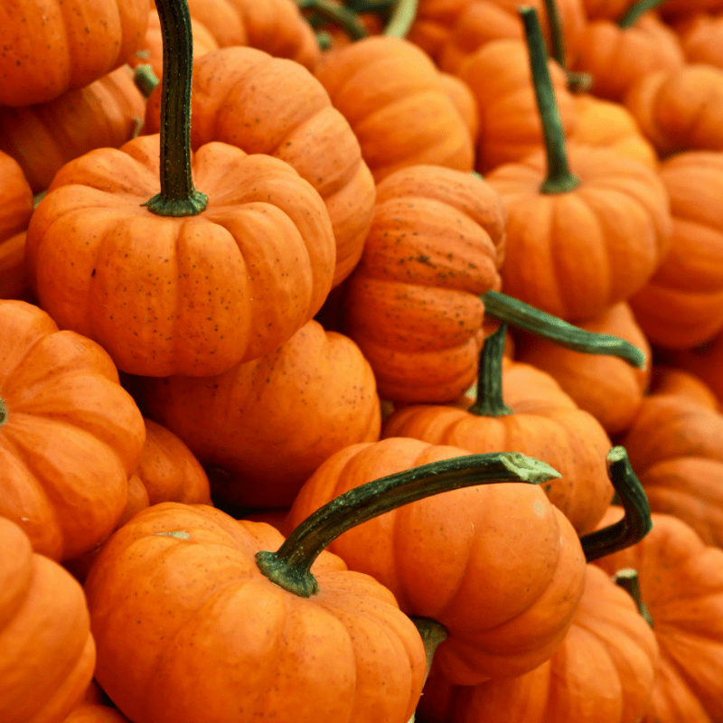 2026 Fall Family Festival