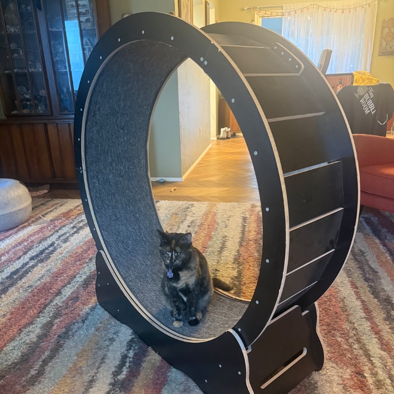 Photo of Cat Exercise Wheel