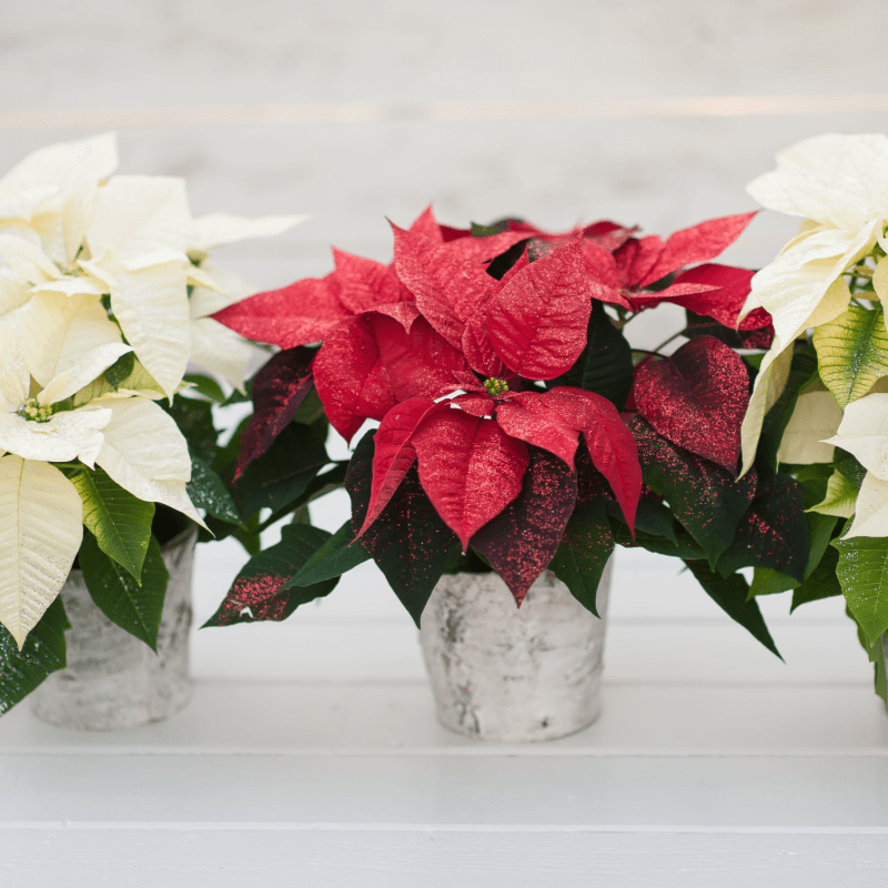Holiday Poinsettia Sales