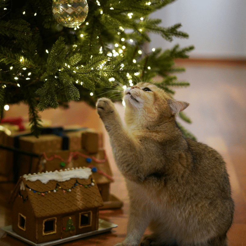 Super Christmas Cat Bundles