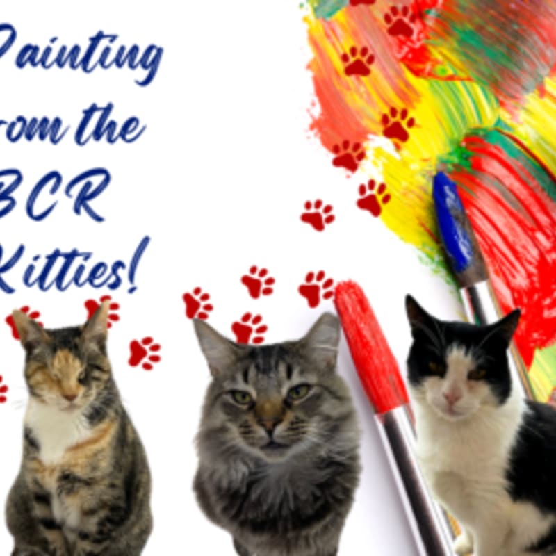Photo of A BCR Kitty Painting!
