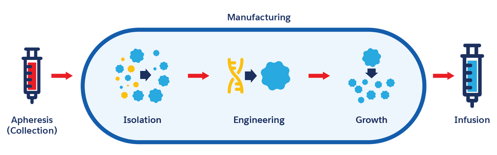 Advanced therapy steps including apheresis, manufacturing, and infusion.
