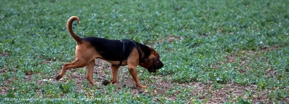 臭いを追跡する猟犬