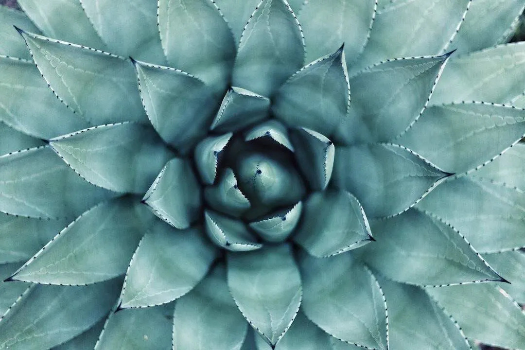 a plant with leaves sprouting around the center radially