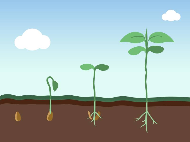 Stages of a plant maturing and growing taller in each stage.