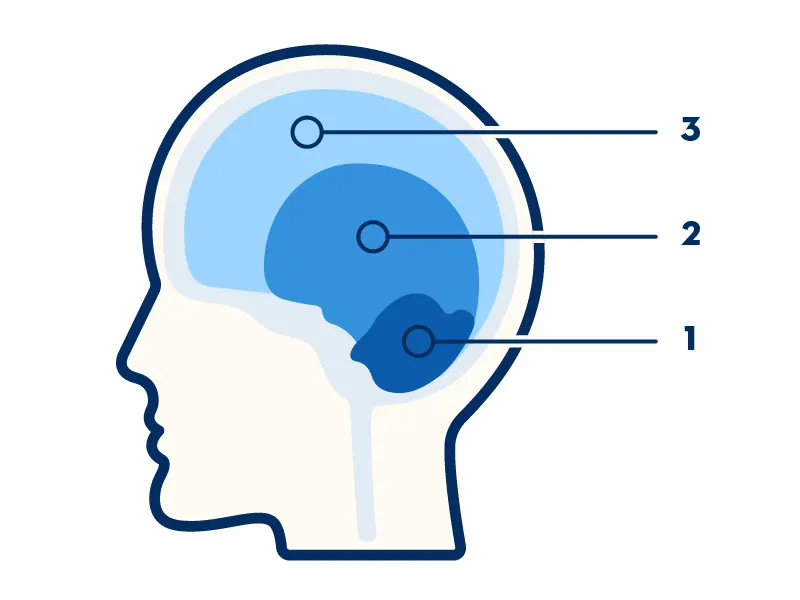 Three areas of the brain called out by number, 3 through 1, as detailed in the content