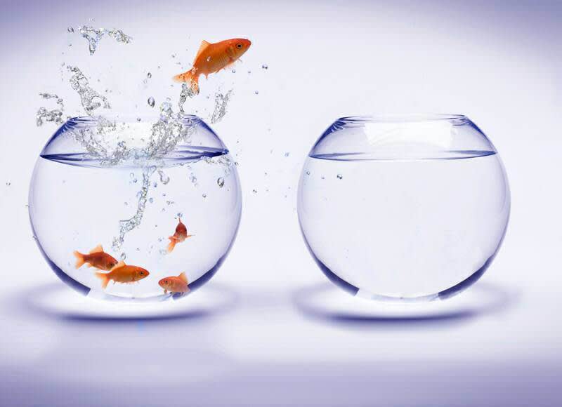 A goldfish jumping out of a bowl of fish into an empty one