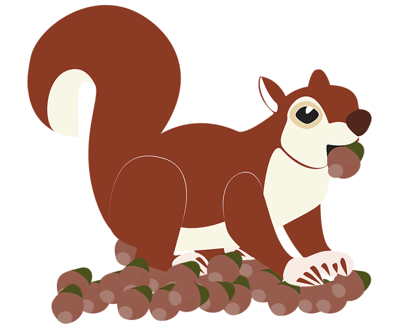 Ein Eichhörnchen mit Eicheln in der Backe