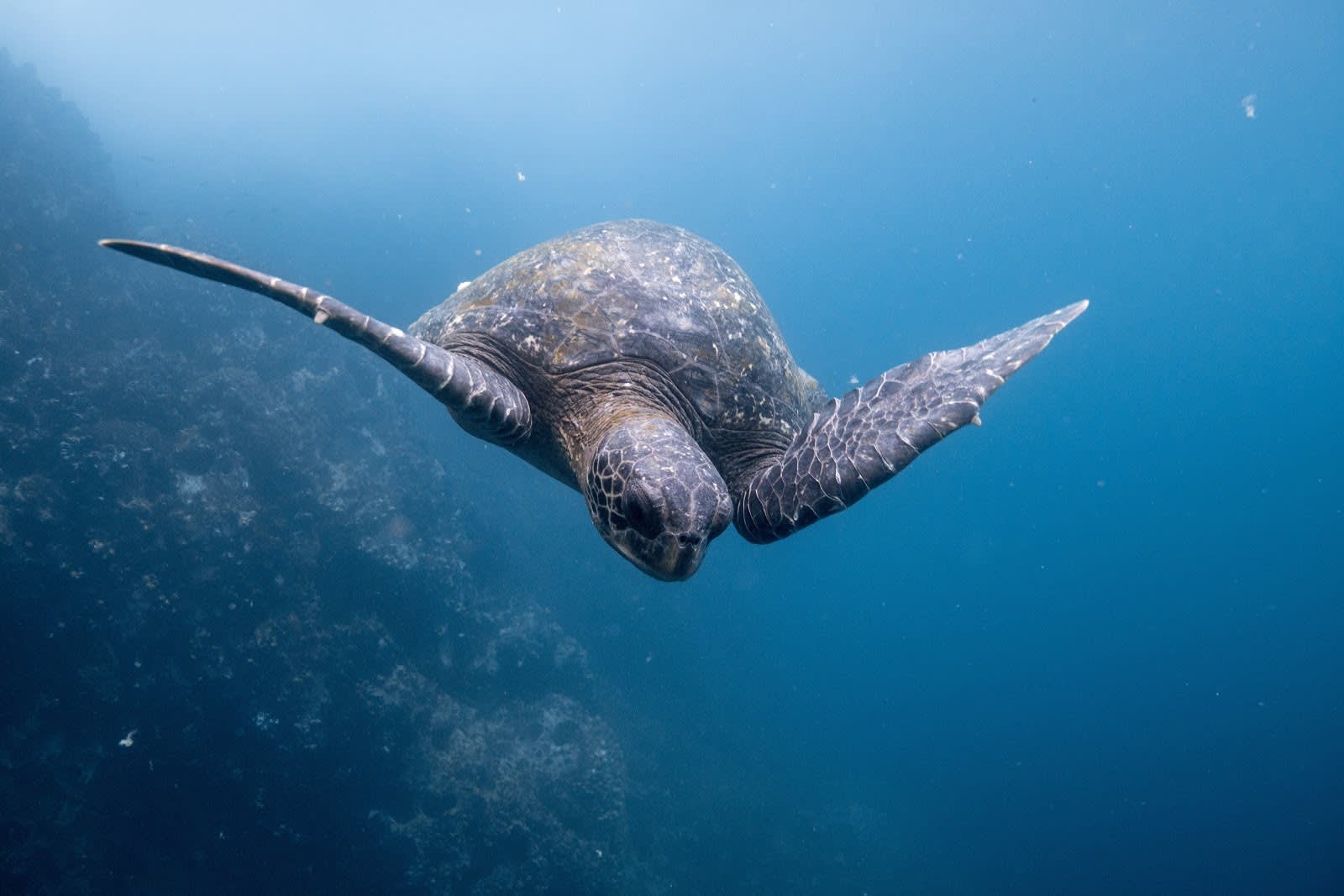 A turtle swimming in Ecuador may be swimming with more plastic than fish by 2050.