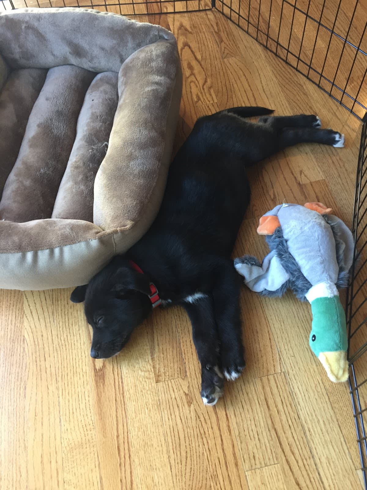 Picture of a puppy sleeping next to its bed.