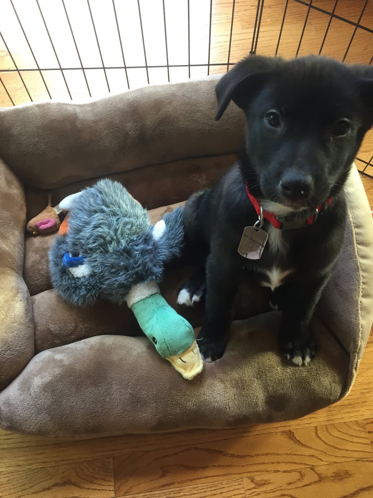 Picture of a puppy in its bed.