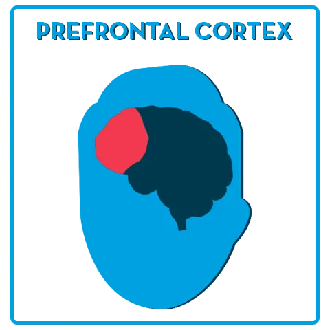 The prefrontal cortex is located in the front of the human brain