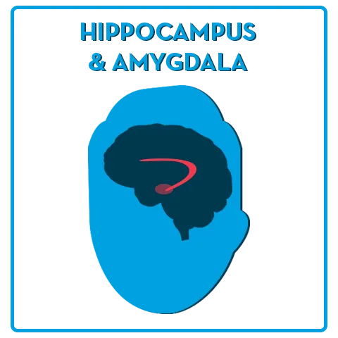 La amígdala se encuentra en el lóbulo temporal medial del cerebro humano, justo frente al hipocampo.