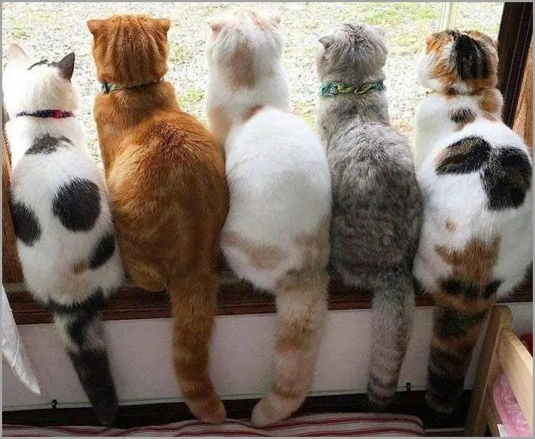 Five cats, photographed from the back, looking out a window