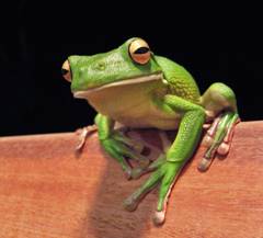 Image of a tree frog that is sent into the Predictive Vision Service