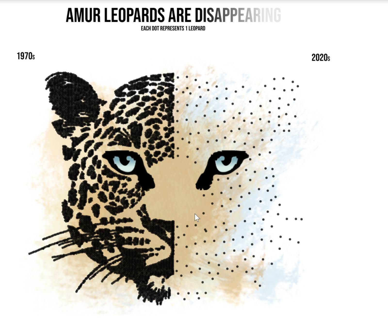 Visualización que muestra la desaparición de leopardos entre la década de los 70 y de 2020.