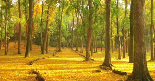 11月下旬まで紅葉が楽しめる関東＆関西の公園
