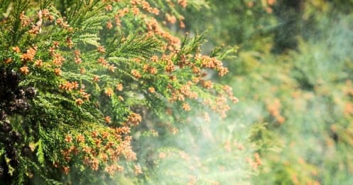 花粉の量が多いと株価にはプラス？マイナス？