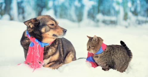 中国人はイヌ派？ネコ派？年率2割成長の｢ペット市場｣で有望な投資先