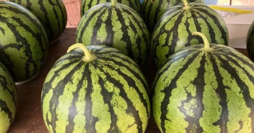 おいしいスイカの選び方、追熟しないから買う時の見極めが大切！