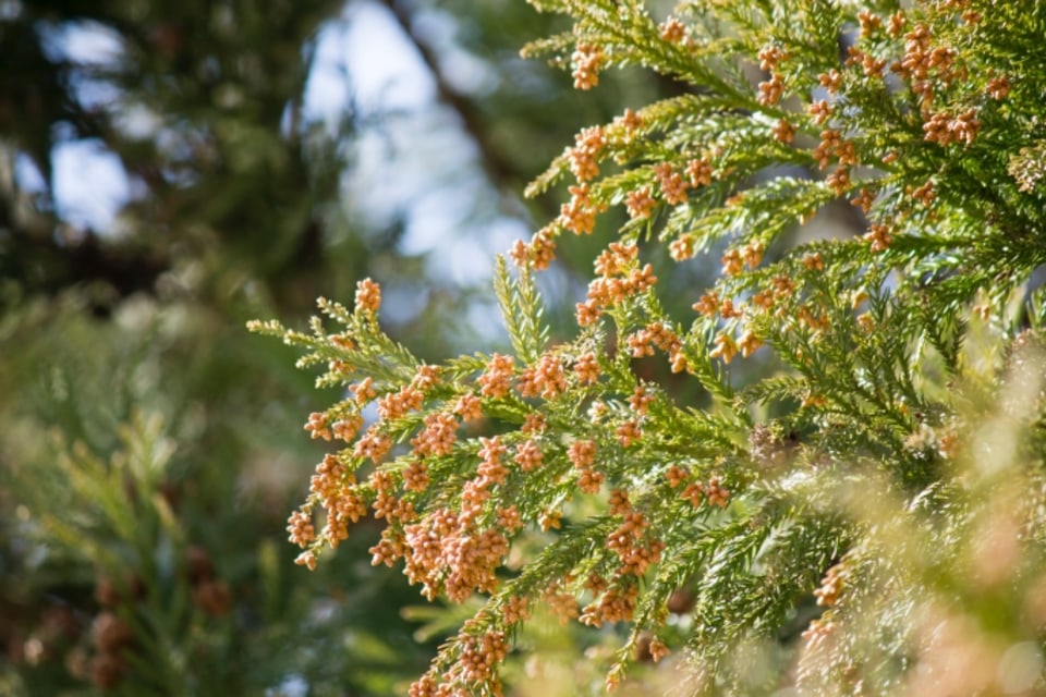 いつになったら花粉が減る 花粉症対策のスギの植え替えが進まない Money Plus