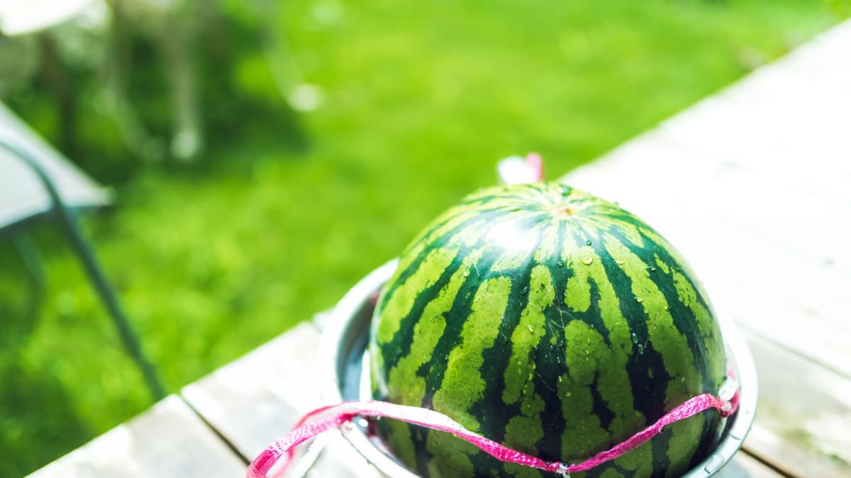 おいしいスイカの選び方 追熟しないから買う時の見極めが大切 Money Plus