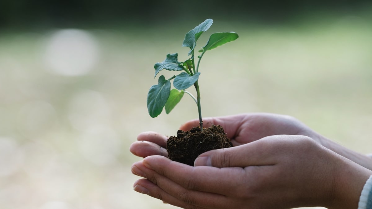 【ミニ株】なら1株から憧れの企業の株主に！株主優待を受けられる銘柄も紹介 MONEY PLUS