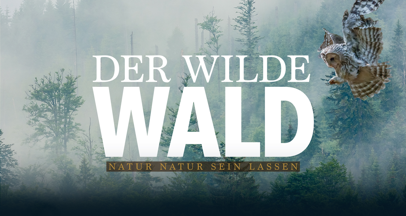 Der Wilde Wald: Natur Natur sein lassen