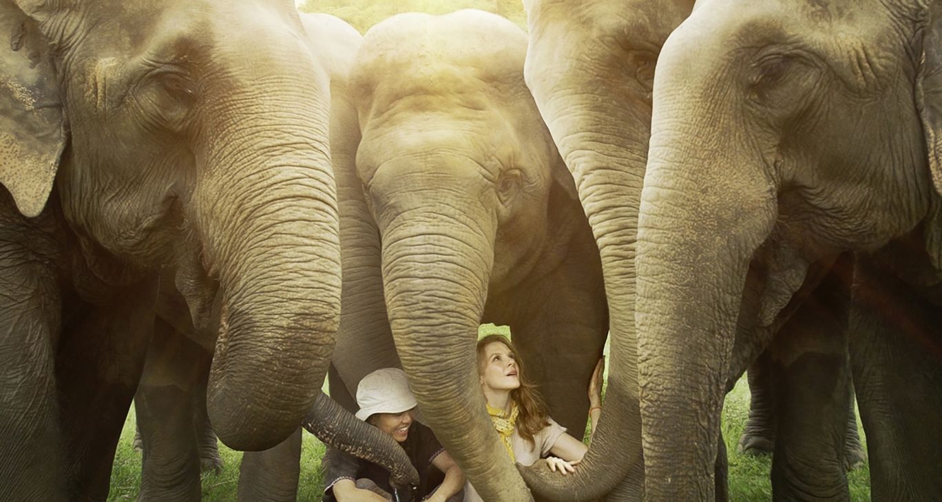 Love & Bananas - An Elephant Story