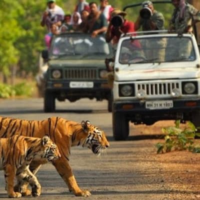 Jabalpur To Kanha Taxi Service Get 10 Off Cartrip *at hop child, accessible and tertiary fares only apply if the at hop card is registered and the correct concession is applied to it.